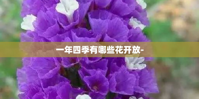 一年四季有哪些花开放-