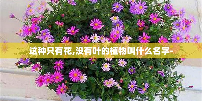 这种只有花,没有叶的植物叫什么名字-