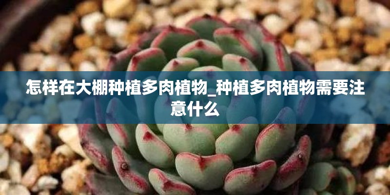 怎样在大棚种植多肉植物_种植多肉植物需要注意什么