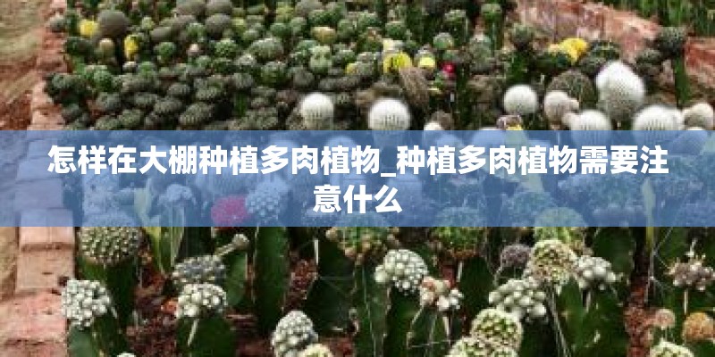 怎样在大棚种植多肉植物_种植多肉植物需要注意什么