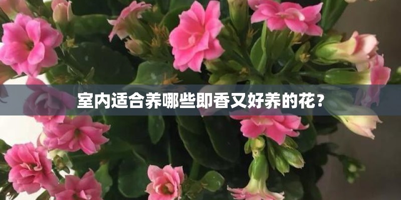 室内适合养哪些即香又好养的花？