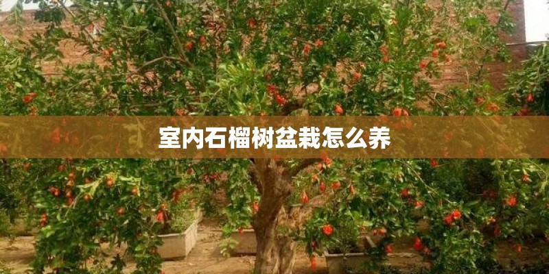 室内石榴树盆栽怎么养