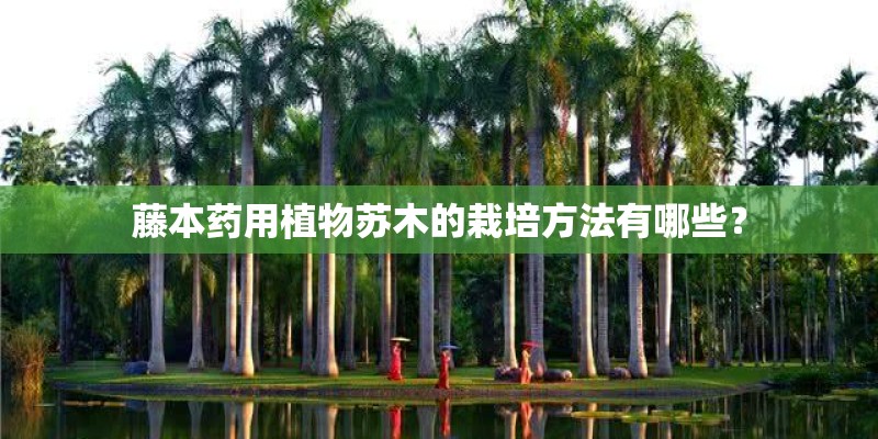 藤本药用植物苏木的栽培方法有哪些？