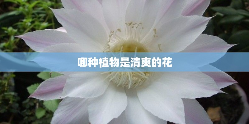 哪种植物是清爽的花