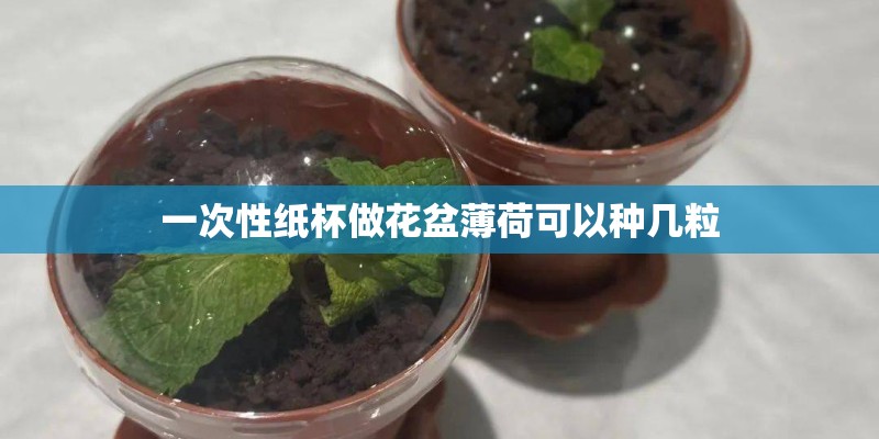 一次性纸杯做花盆薄荷可以种几粒
