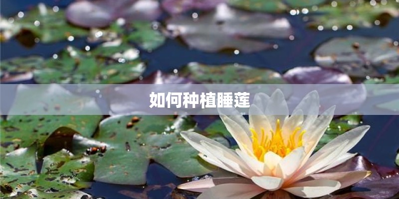 如何种植睡莲