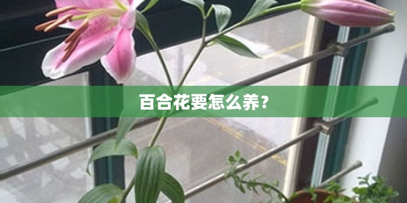 百合花要怎么养？