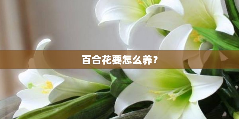 百合花要怎么养？