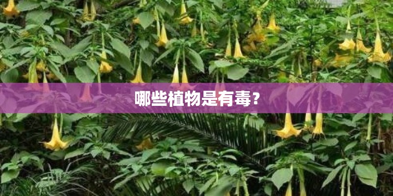 哪些植物是有毒？