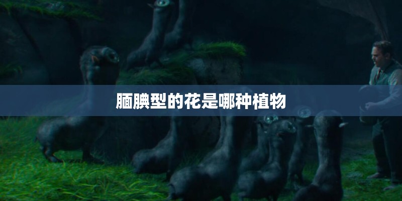 腼腆型的花是哪种植物