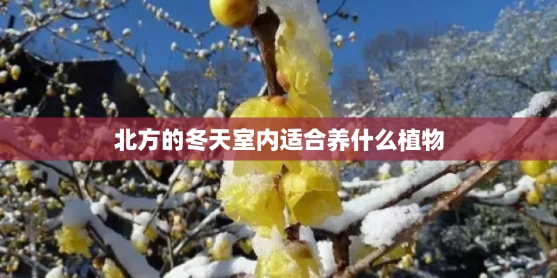 北方的冬天室内适合养什么植物