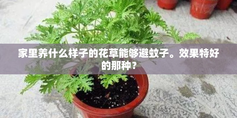 家里养什么样子的花草能够避蚊子。效果特好的那种？