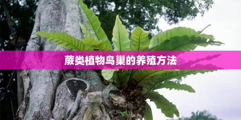蕨类植物鸟巢的养殖方法