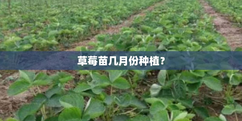 草莓苗几月份种植？