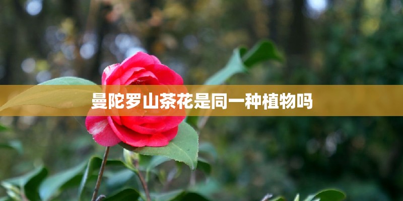 曼陀罗山茶花是同一种植物吗