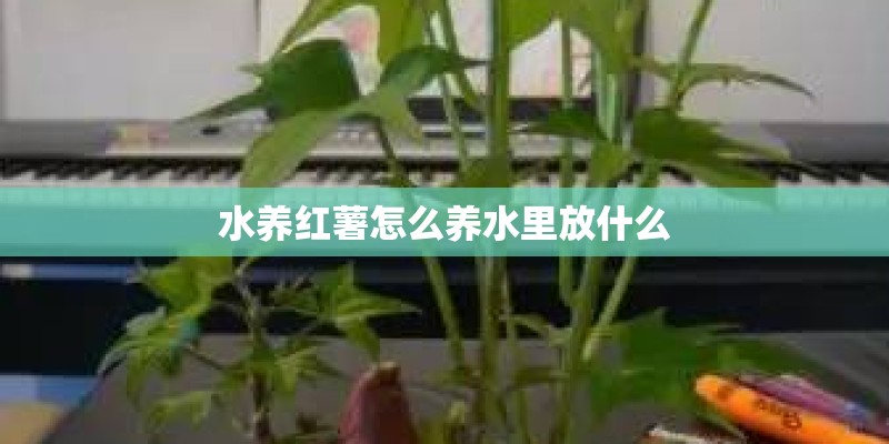 水养红薯怎么养水里放什么
