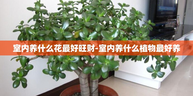 室内养什么花最好旺财-室内养什么植物最好养