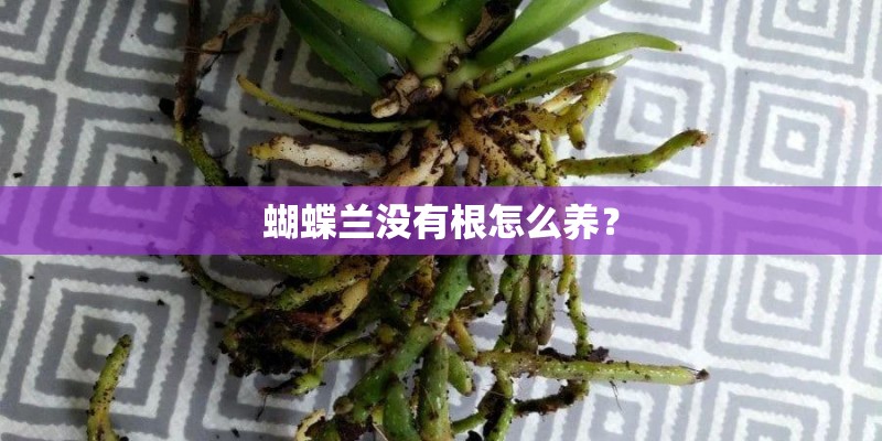 蝴蝶兰没有根怎么养？