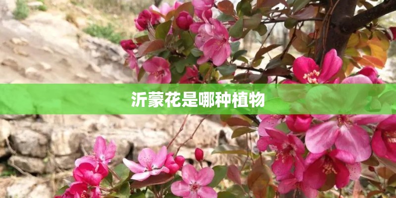 沂蒙花是哪种植物