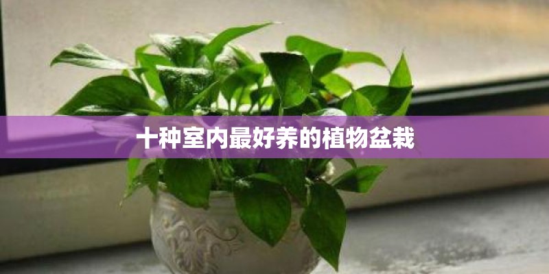 十种室内最好养的植物盆栽