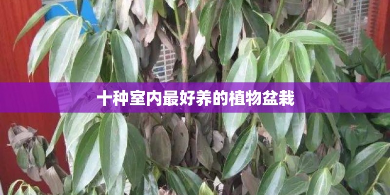 十种室内最好养的植物盆栽