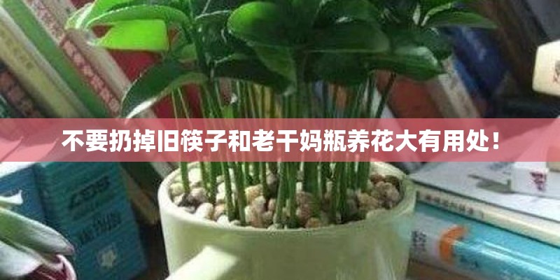 不要扔掉旧筷子和老干妈瓶养花大有用处！