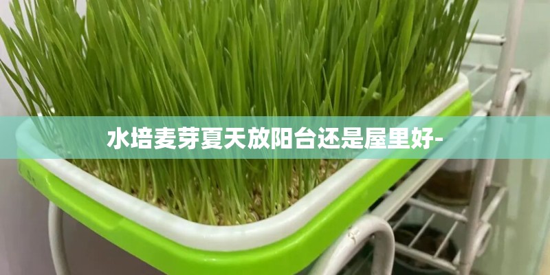 水培麦芽夏天放阳台还是屋里好-