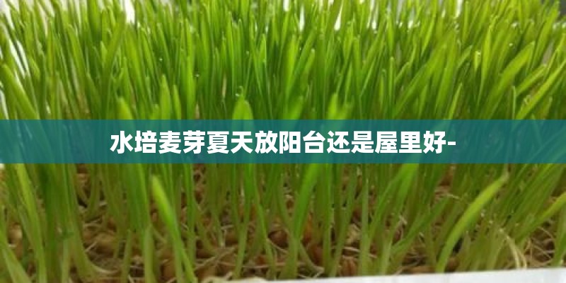 水培麦芽夏天放阳台还是屋里好-