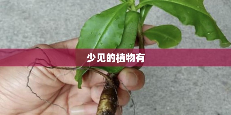 少见的植物有