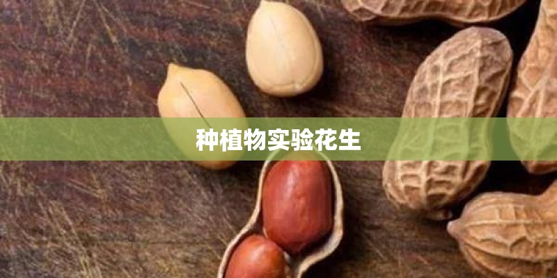 种植物实验花生