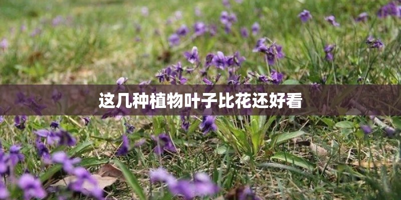 这几种植物叶子比花还好看