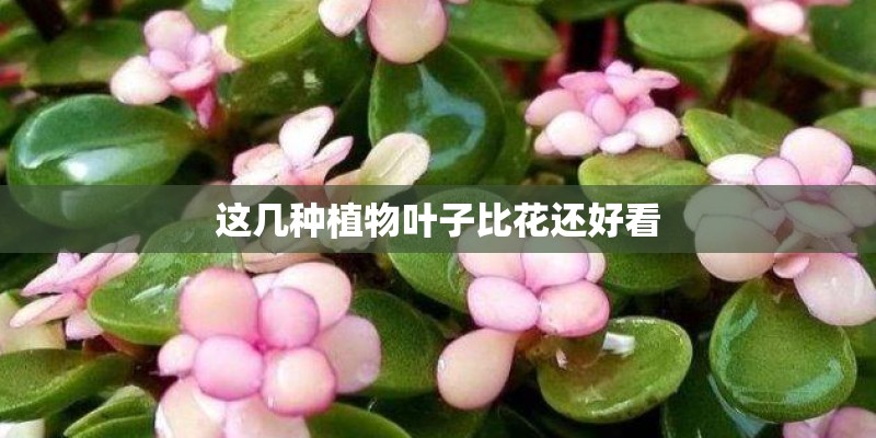 这几种植物叶子比花还好看