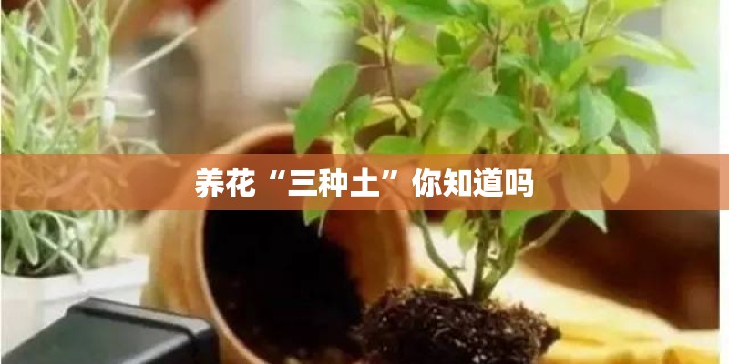 养花“三种土”你知道吗