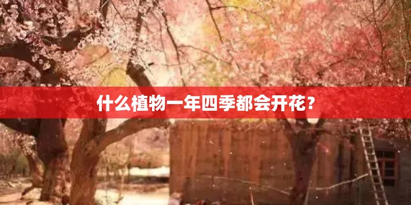 什么植物一年四季都会开花？