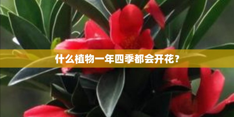 什么植物一年四季都会开花？