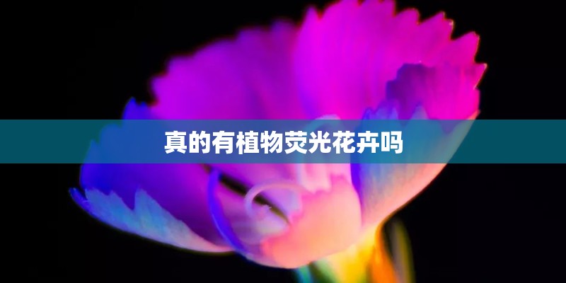 真的有植物荧光花卉吗
