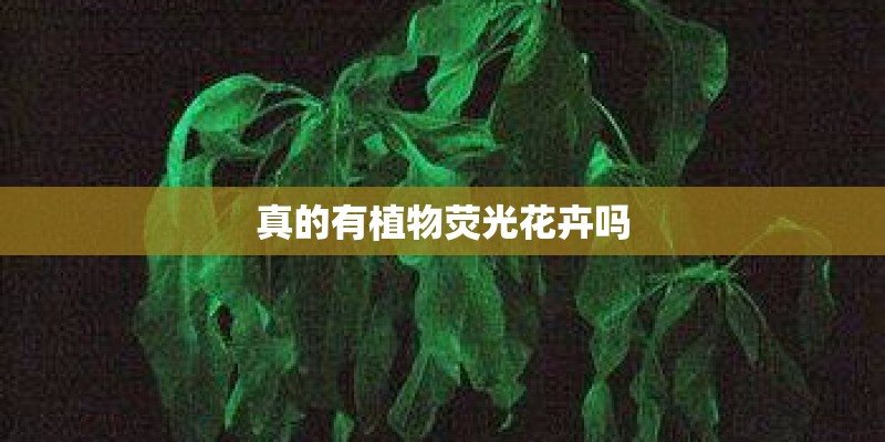 真的有植物荧光花卉吗