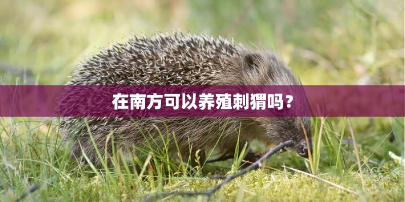 在南方可以养殖刺猬吗？