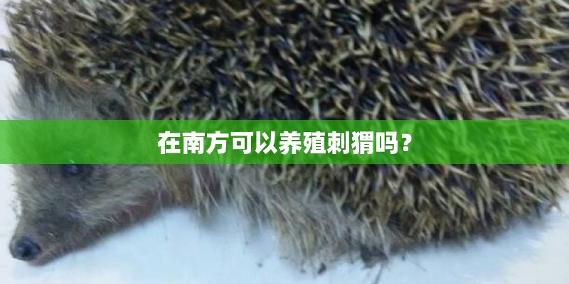在南方可以养殖刺猬吗？
