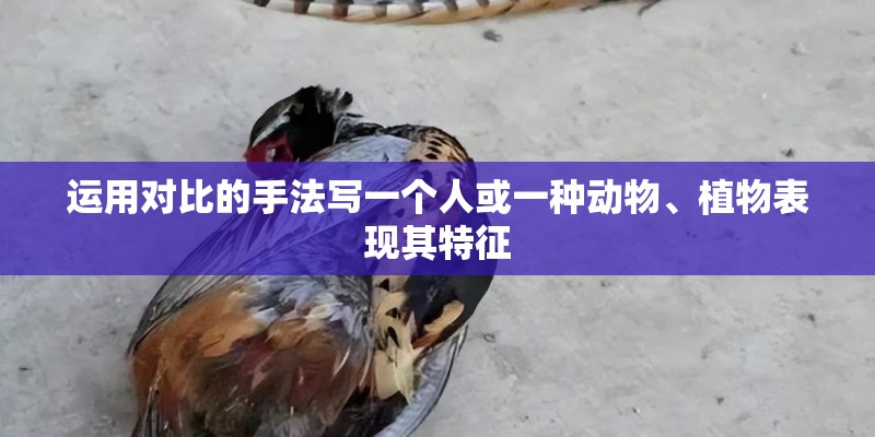 运用对比的手法写一个人或一种动物、植物表现其特征