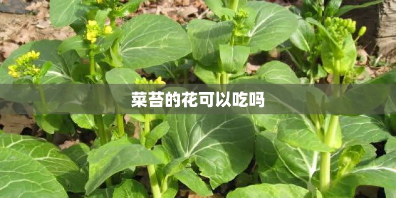 菜苔的花可以吃吗