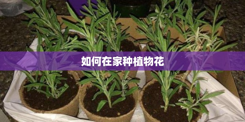 如何在家种植物花