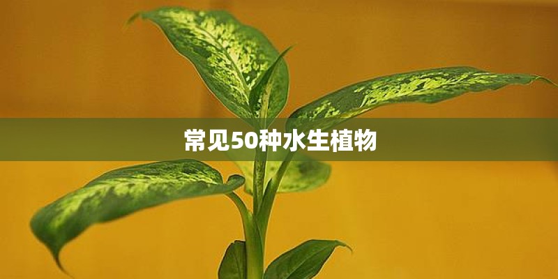 常见50种水生植物