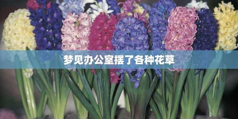 梦见办公室摆了各种花草