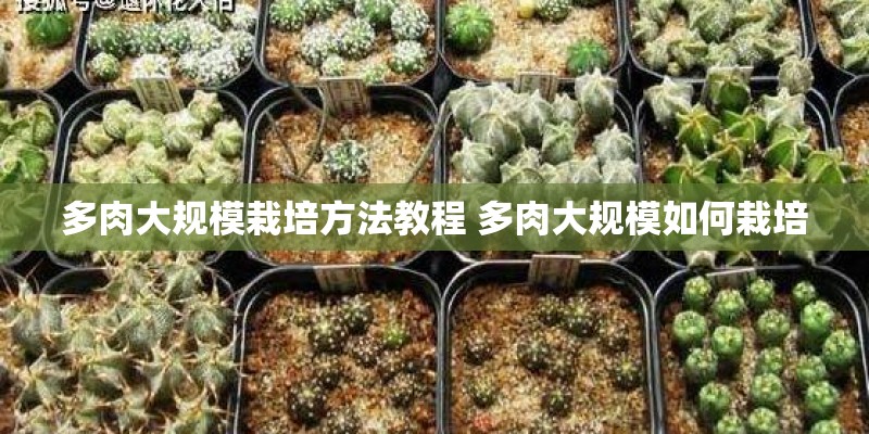 多肉大规模栽培方法教程 多肉大规模如何栽培
