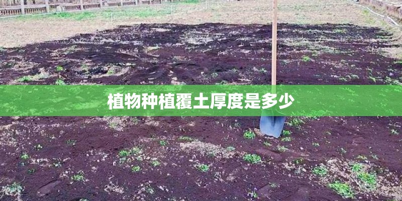 植物种植覆土厚度是多少