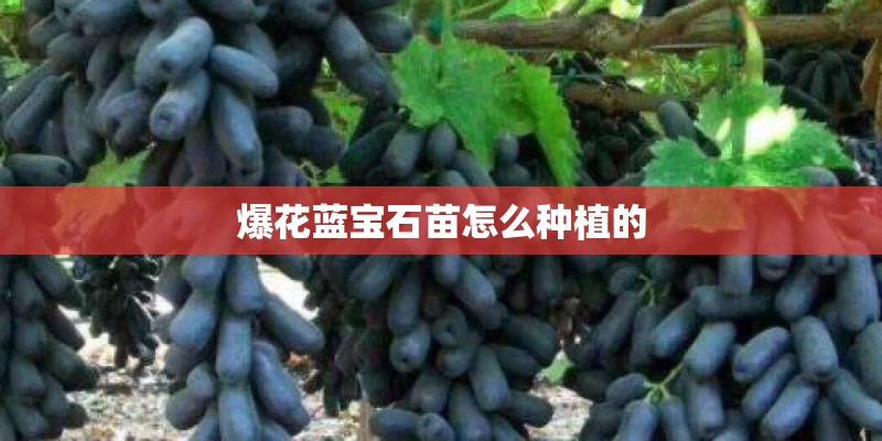 爆花蓝宝石苗怎么种植的