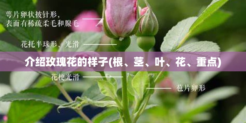 介绍玫瑰花的样子(根、茎、叶、花、重点)