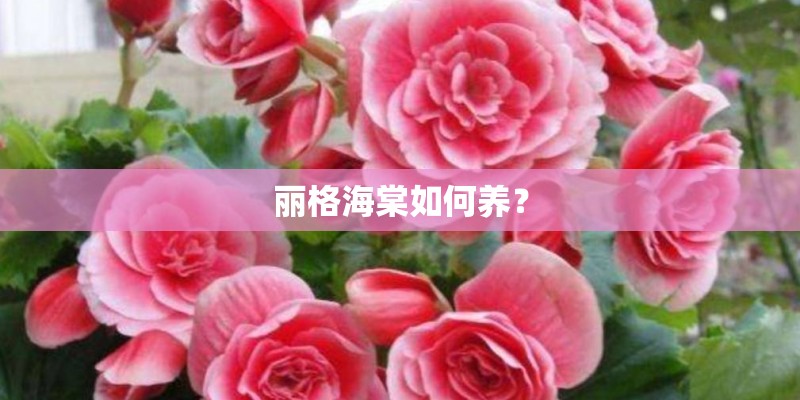 丽格海棠如何养？