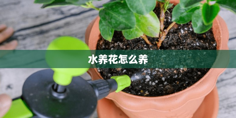 水养花怎么养